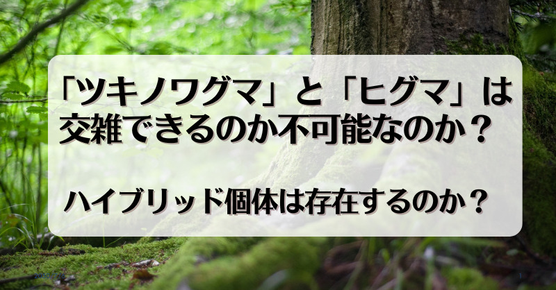 ツキノワグマとヒグマは交雑できるのか不可能なのか？ハイブリッド個体は存在するのか？