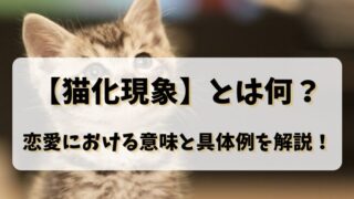 【猫化現象】とは何？恋愛における意味と具体例を解説！