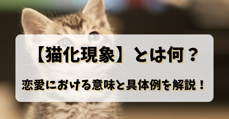 【猫化現象】とは何？恋愛における意味と具体例を解説！